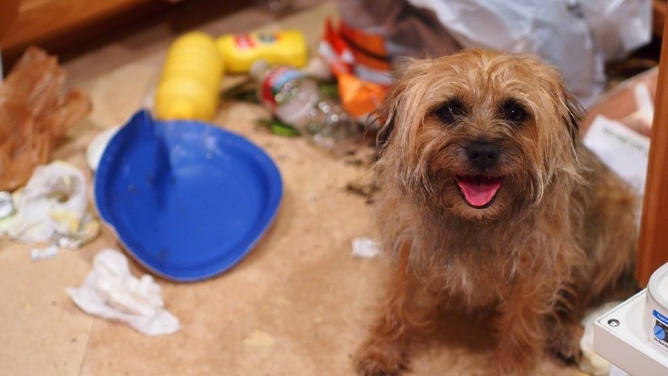 a dog making a mess