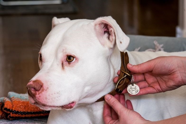 owner putting on a identity tag for their dog